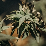 Green Weed (SS) 2%